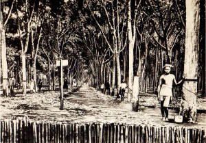 1930 - INDOCHINE. AN LOC - Plantation d'hévéas