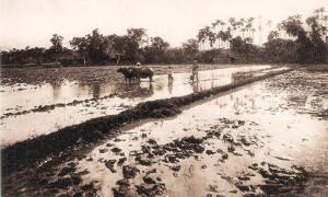 COCHINCHINE - LABOURAGE DES RIZIERES